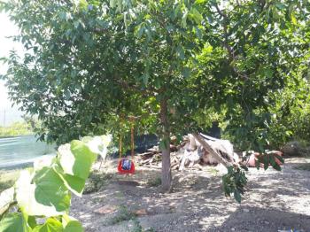 GÜVENAY - ÇORUM BOYRALI BAĞLARINDA BAKIMLI 1 DÖNÜM SATILIK BAĞ