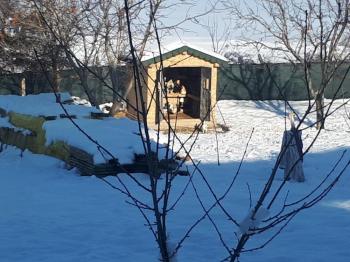 GÜVENAY - ÇORUM BOYRALI BAĞLARINDA BAKIMLI 1 DÖNÜM SATILIK BAĞ