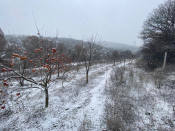 GÜVENAY - SAMSUN YOLU ATÇALI CİVARI 5,600 m² İÇİNDE EVİ BULUNAN BAĞ BAHÇE