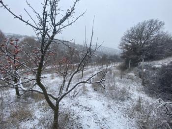 GÜVENAY - SAMSUN YOLU ATÇALI CİVARI 5,600 m² İÇİNDE EVİ BULUNAN BAĞ BAHÇE