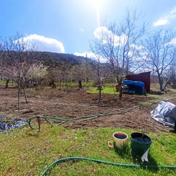 GÜVENAY - ÇORUM İÇERİDERE BAĞLARINDA 1,995 M² EVİ BULUNAN SATILIK BAĞ