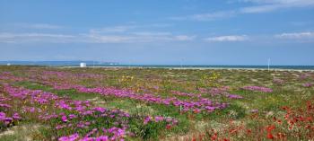 ÇANAKKALE BİGA NEF PROJESİ YANI 311 M² SATILIK VİLLA ARSASI