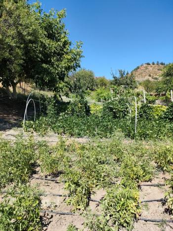 GÜVENAY - ÇORUM BARAJI DOĞUSU 2 DÖNÜM SATILIK BAĞ