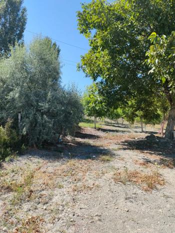 GÜVENAY - ÇORUM BARAJI DOĞUSU 2 DÖNÜM SATILIK BAĞ