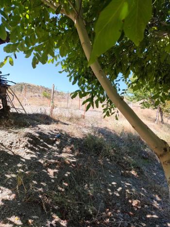 GÜVENAY - ÇORUM BARAJI DOĞUSU 2 DÖNÜM SATILIK BAĞ