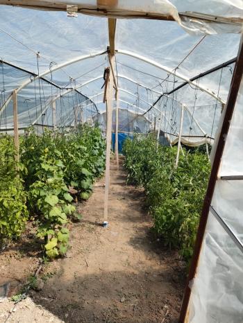 GÜVENAY - ÇORUM BARAJI DOĞUSU 2 DÖNÜM SATILIK BAĞ