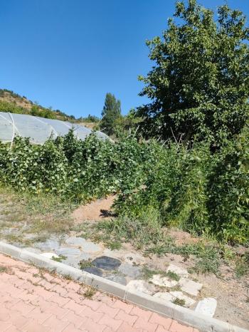 GÜVENAY - ÇORUM BARAJI DOĞUSU 2 DÖNÜM SATILIK BAĞ