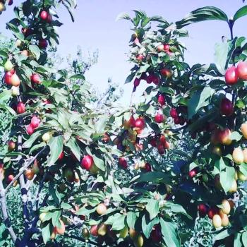 GÜVENAY – ÇORUM BARAJI YUKARISI – 9 DÖNÜM MEYVE AĞAÇLI, EVLİ VE BARAJ MANZARALI SATILIK BAĞ