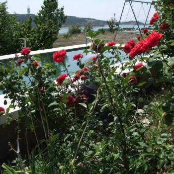 GÜVENAY – ÇORUM BARAJI YUKARISI – 9 DÖNÜM MEYVE AĞAÇLI, EVLİ VE BARAJ MANZARALI SATILIK BAĞ