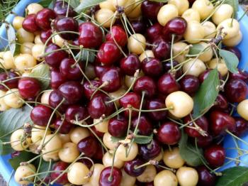 GÜVENAY – ÇORUM BARAJI YUKARISI – 9 DÖNÜM MEYVE AĞAÇLI, EVLİ VE BARAJ MANZARALI SATILIK BAĞ