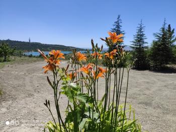 GÜVENAY – ÇORUM BARAJI YUKARISI – 9 DÖNÜM MEYVE AĞAÇLI, EVLİ VE BARAJ MANZARALI SATILIK BAĞ