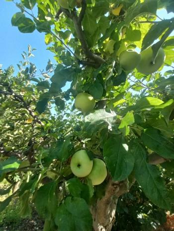 GÜVENAY – ÇORUM BARAJI YUKARISI – 9 DÖNÜM MEYVE AĞAÇLI, EVLİ VE BARAJ MANZARALI SATILIK BAĞ