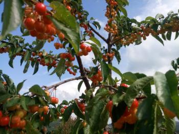 GÜVENAY – ÇORUM BARAJI YUKARISI – 9 DÖNÜM MEYVE AĞAÇLI, EVLİ VE BARAJ MANZARALI SATILIK BAĞ