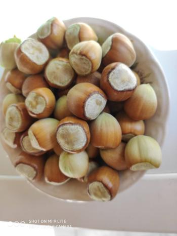 GÜVENAY – ÇORUM BARAJI YUKARISI – 9 DÖNÜM MEYVE AĞAÇLI, EVLİ VE BARAJ MANZARALI SATILIK BAĞ