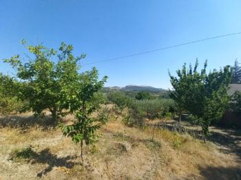 GÜVENAY – ÇORUM BARAJI YUKARISI – 9 DÖNÜM MEYVE AĞAÇLI, EVLİ VE BARAJ MANZARALI SATILIK BAĞ