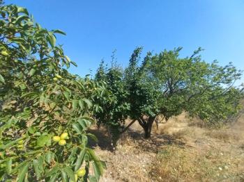 GÜVENAY – ÇORUM BARAJI YUKARISI – 9 DÖNÜM MEYVE AĞAÇLI, EVLİ VE BARAJ MANZARALI SATILIK BAĞ