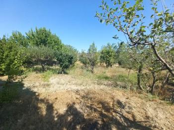 GÜVENAY – ÇORUM BARAJI YUKARISI – 9 DÖNÜM MEYVE AĞAÇLI, EVLİ VE BARAJ MANZARALI SATILIK BAĞ