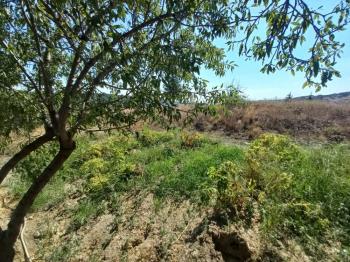 GÜVENAY – ÇORUM BARAJI YUKARISI – 9 DÖNÜM MEYVE AĞAÇLI, EVLİ VE BARAJ MANZARALI SATILIK BAĞ