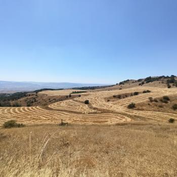 GÜVENAY - ÇORUM ORGANİZEYE YAKIN 70 DÖNÜM SATILIK TARLA