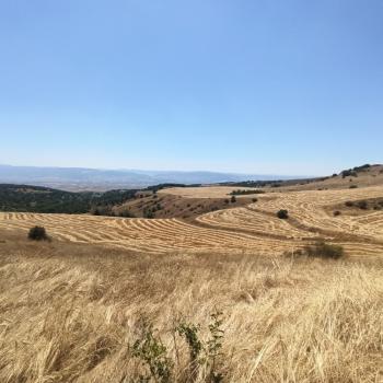 GÜVENAY - ÇORUM ORGANİZEYE YAKIN 70 DÖNÜM SATILIK TARLA