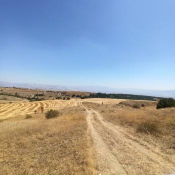 GÜVENAY - ÇORUM ORGANİZEYE YAKIN 70 DÖNÜM SATILIK TARLA