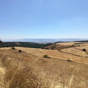 GÜVENAY - ÇORUM ORGANİZEYE YAKIN 70 DÖNÜM SATILIK TARLA