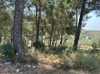 Tayman'dan İzmir Torbalı Yoğurtçularda Fırsat Çiftlik Arazisi