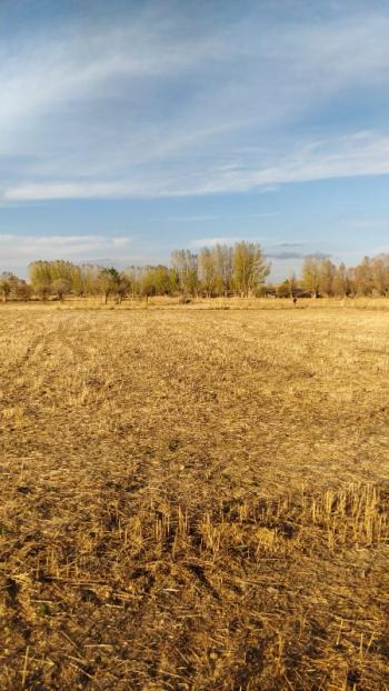 AFYON ÜÇOK EMLAKTAN SİNANPAŞA / BOYALI KÖYÜNDE SATILIK 3.285M² TARLA