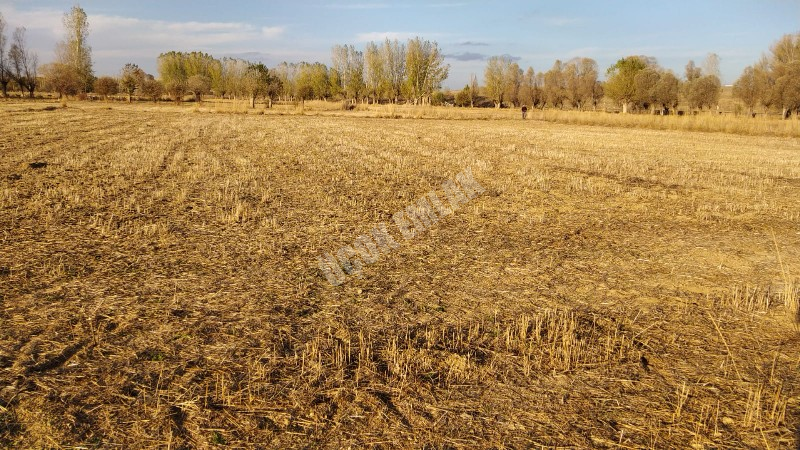 AFYON ÜÇOK EMLAKTAN SİNANPAŞA / BOYALI KÖYÜNDE SATILIK 3.285M² TARLA