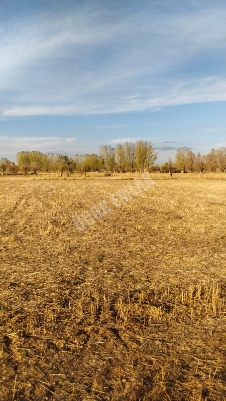 AFYON ÜÇOK EMLAKTAN SİNANPAŞA / BOYALI KÖYÜNDE SATILIK 3.285M² TARLA