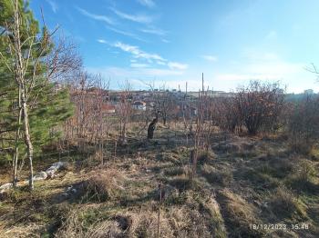 GÜVENAY - ÇORUM AYARIK BAĞLARI 2.117M2 SATILIK BAĞ   