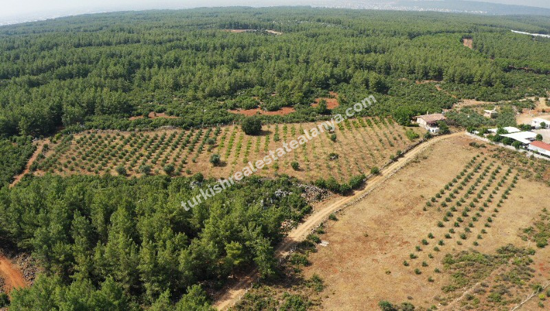 FARM HOUSE FOR SALE IN ANTALYA TURKEY, SATILIK ÇİFTLİK ANTALYA 19 DÖNÜM 