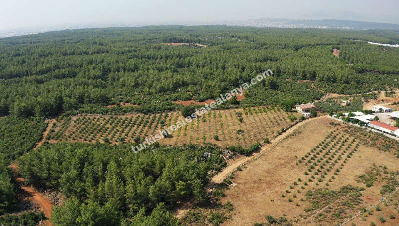 FARM HOUSE FOR SALE IN ANTALYA TURKEY, SATILIK ÇİFTLİK ANTALYA 19 DÖNÜM 