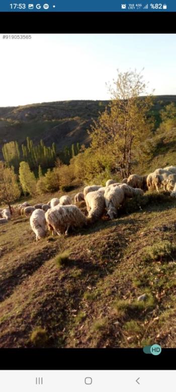 GÜVENAY - ÇORUM İSKİLİP YOLUNDA SATILIK 11.112 M² ÇİFTLİK