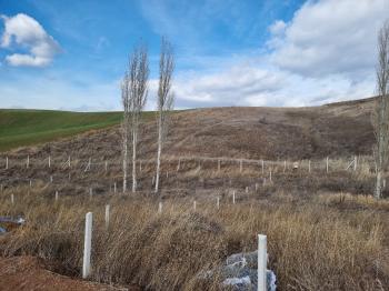 GÜVENAY - ÇORUM SERPİN İLERİSİ 15 DÖNÜM SATILIK TARLA