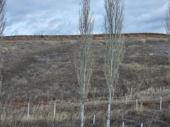 GÜVENAY - ÇORUM SERPİN İLERİSİ 15 DÖNÜM SATILIK TARLA