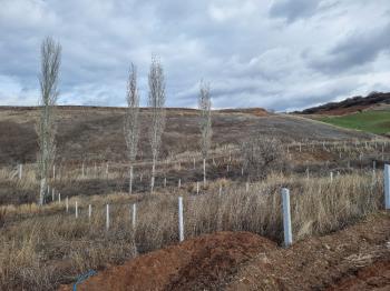 GÜVENAY - ÇORUM SERPİN İLERİSİ 15 DÖNÜM SATILIK TARLA