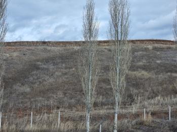GÜVENAY - ÇORUM SERPİN İLERİSİ 15 DÖNÜM SATILIK TARLA
