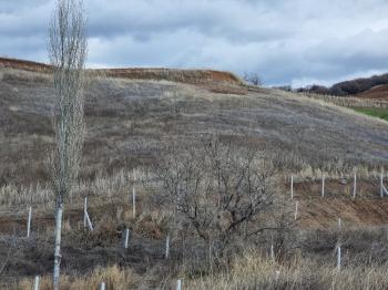 GÜVENAY - ÇORUM SERPİN İLERİSİ 15 DÖNÜM SATILIK TARLA