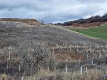 GÜVENAY - ÇORUM SERPİN İLERİSİ 15 DÖNÜM SATILIK TARLA