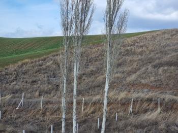 GÜVENAY - ÇORUM SERPİN İLERİSİ 15 DÖNÜM SATILIK TARLA