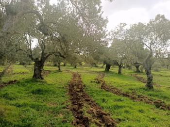 Ayvalık Kazım Karabekir' de, Ana Yola Çok Yakın Bakımlı Satılık Zeytinlik.