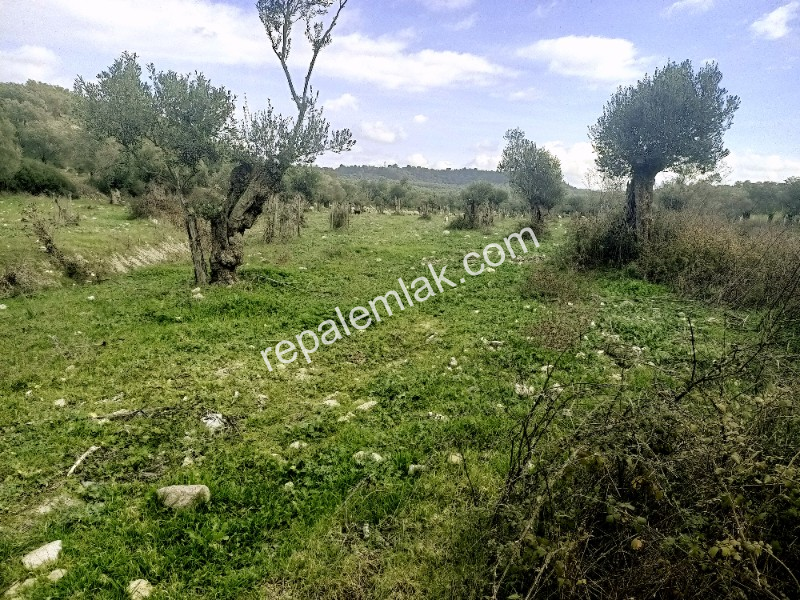 Ayvalık Kazım Karabekir' de, Satılık Bakımlı Zeytinlik.