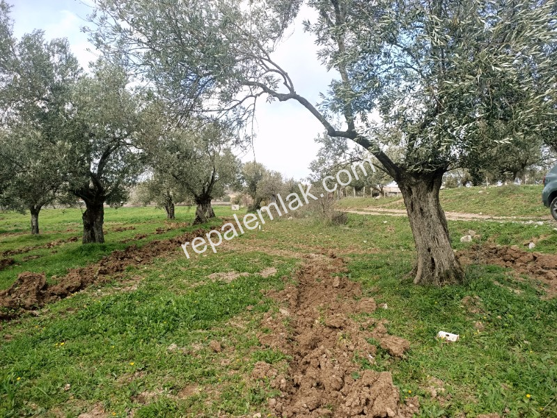 Ayvalık Kazım Karabekir' de, Ana Yola Çok Yakın Bakımlı Satılık Zeytinlik.