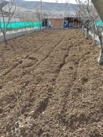 GÜVENAY - ÇORUM SARMAŞA MEVKİNDE EVİ OLAN SATILIK HOBİ BAHÇESİ 