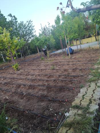 GÜVENAY - ÇORUM SARMAŞA MEVKİNDE EVİ OLAN SATILIK HOBİ BAHÇESİ 