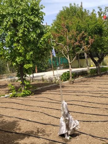 GÜVENAY - ÇORUM SARMAŞA MEVKİNDE EVİ OLAN SATILIK HOBİ BAHÇESİ 