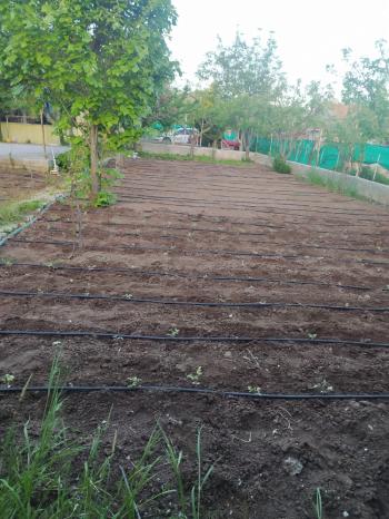 GÜVENAY - ÇORUM SARMAŞA MEVKİNDE EVİ OLAN SATILIK HOBİ BAHÇESİ 