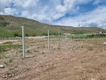 GÜVENAY - ÇORUM SARMAŞA KÖYÜ KARŞISI SATILIK HOBİ BAHÇELERİ