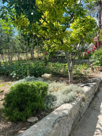 GÜVENAY - İÇERİDERE BAĞLARINA GELMEDEN 287 M² ARSA + BAĞ